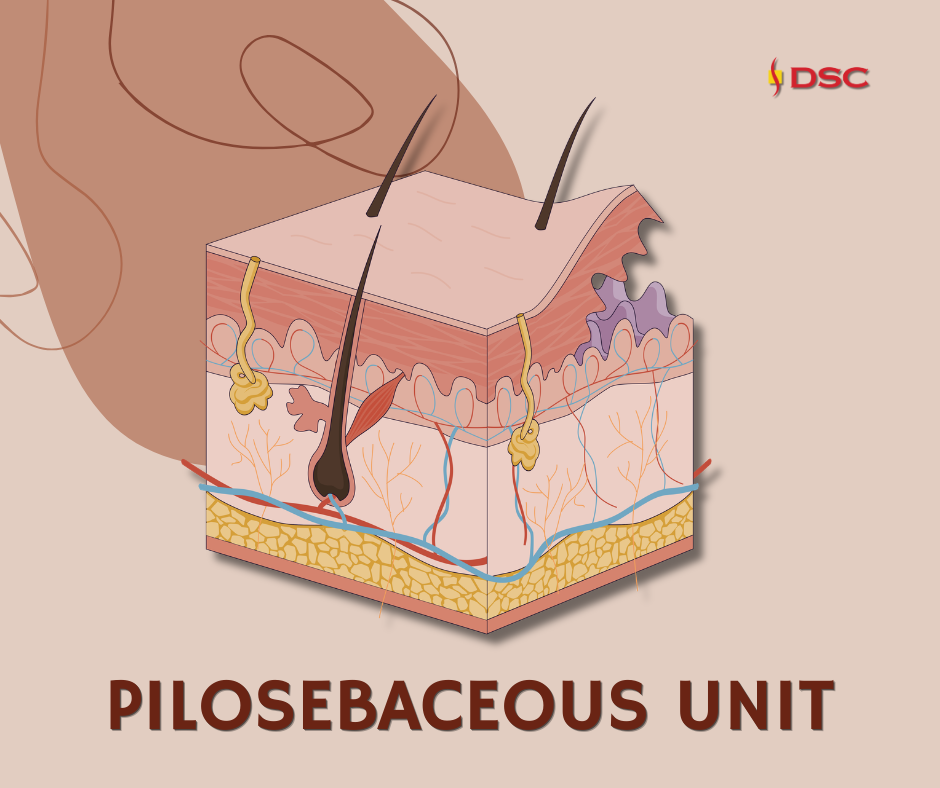 pore blog graphic