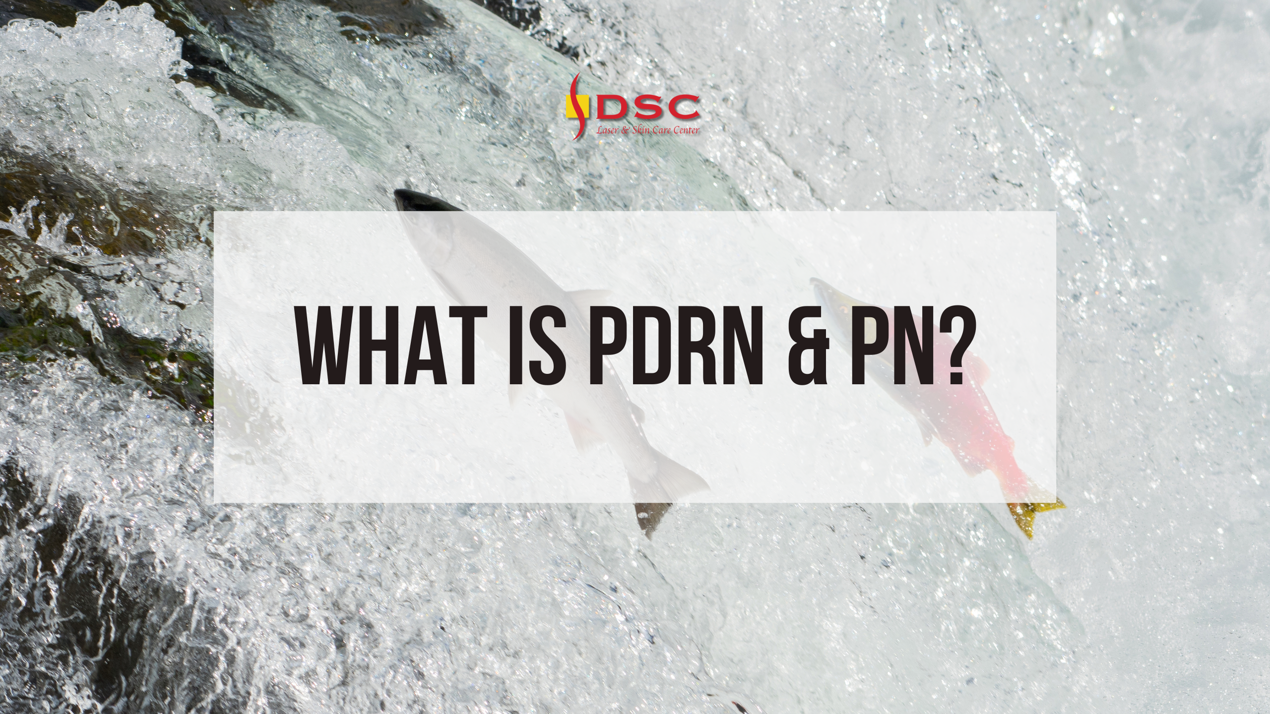 what is PDRN & PN blog banner with image of salmon and trout jumping a waterfall as background
